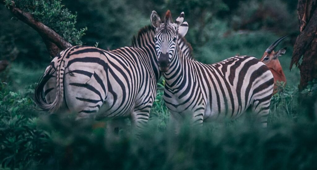 Exotic Safari Adventures